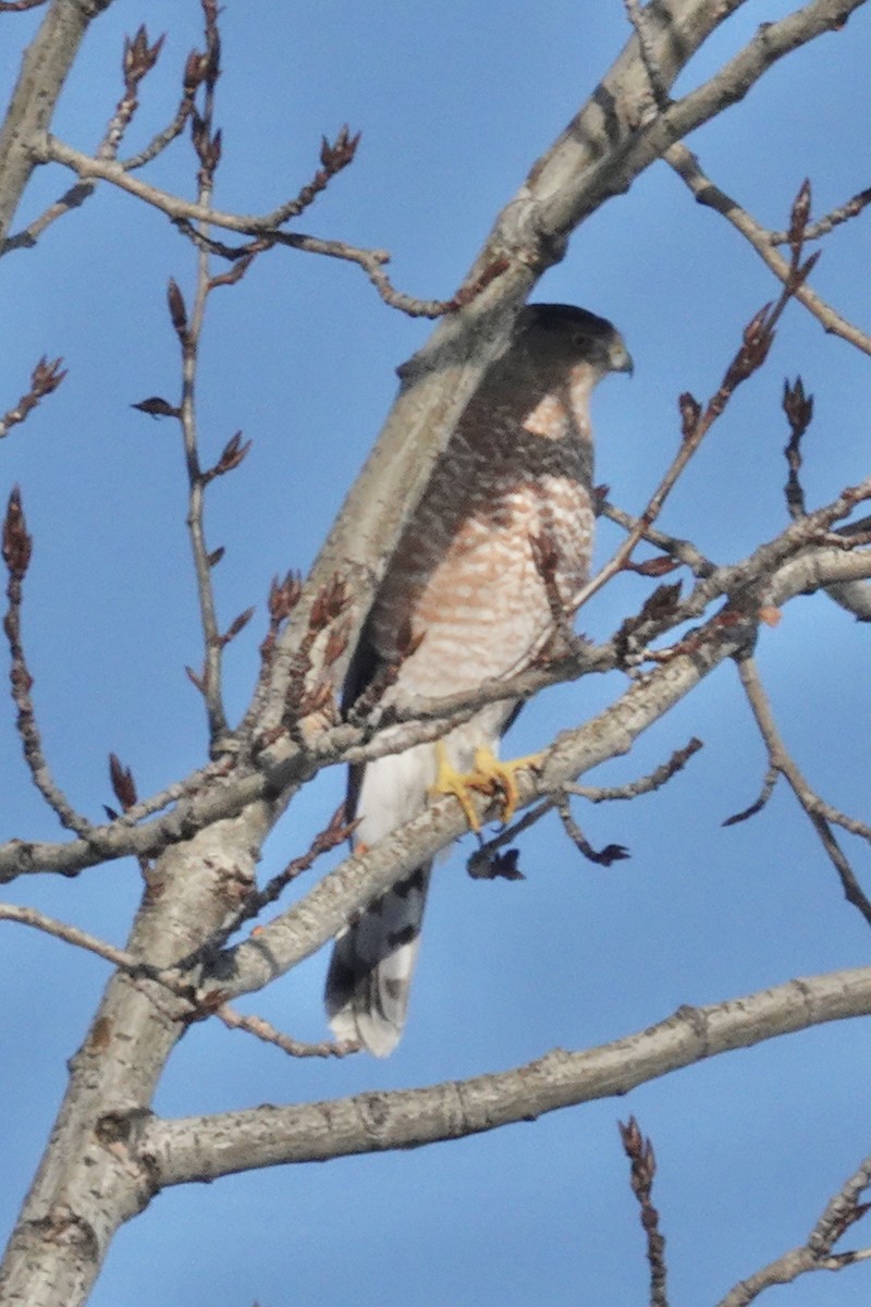 Cooper's Hawk - ML646698504