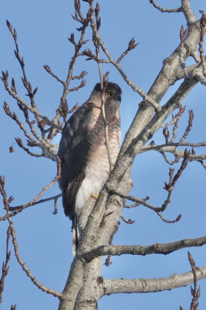 Cooper's Hawk - ML646698506