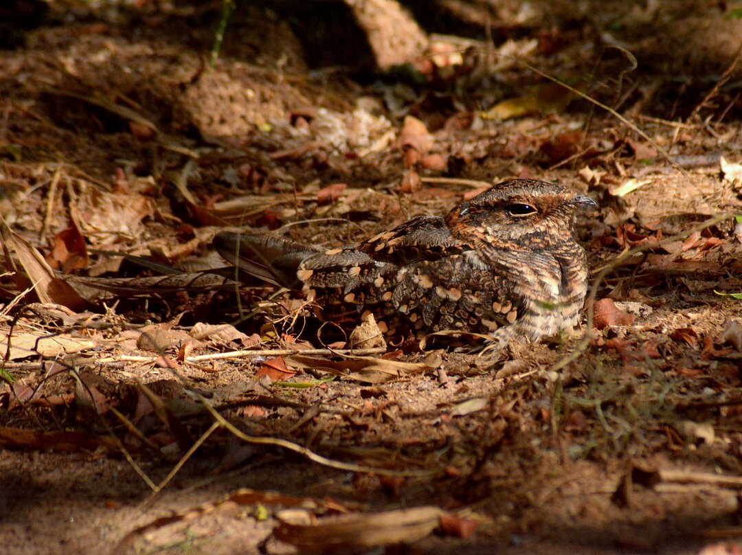 lelek nůžkoocasý - ML646698507