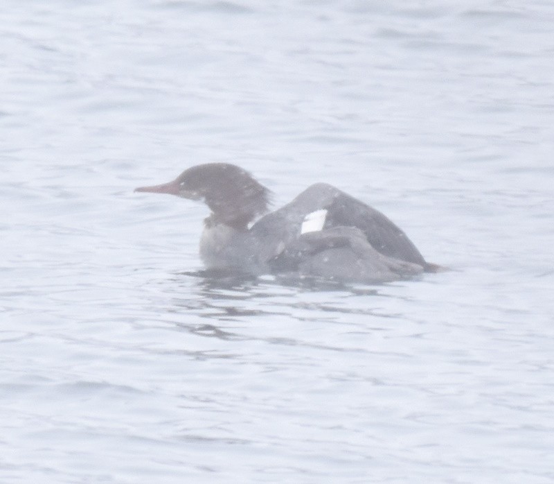 Common Merganser - ML646698508
