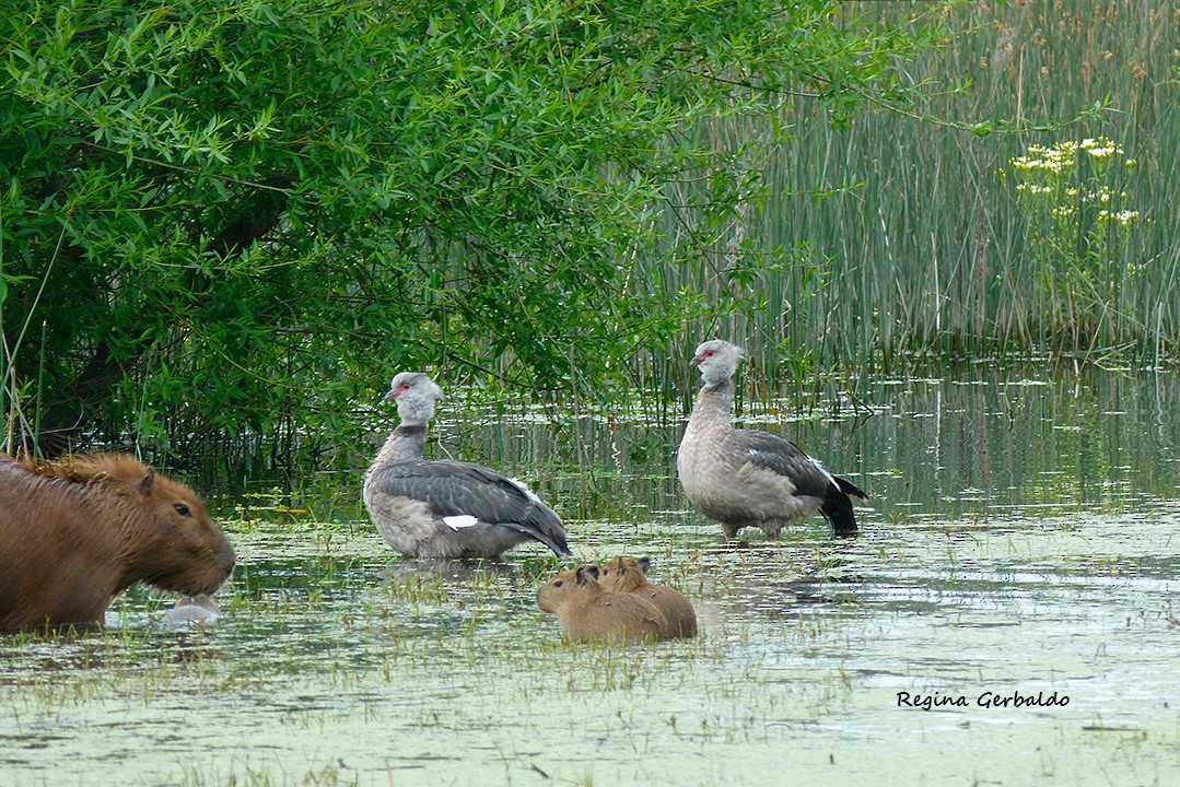 Southern Screamer - ML646698509