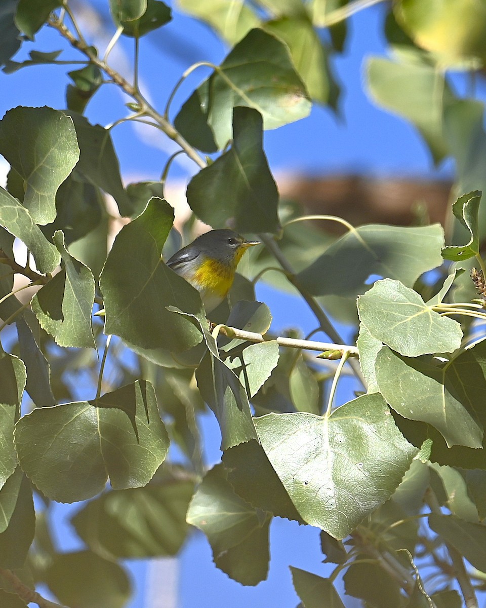 Northern Parula - ML646698518