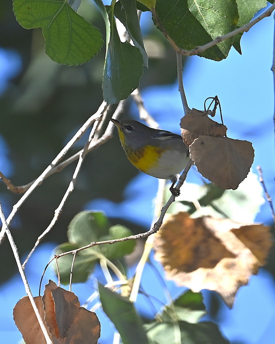 Northern Parula - ML646698519