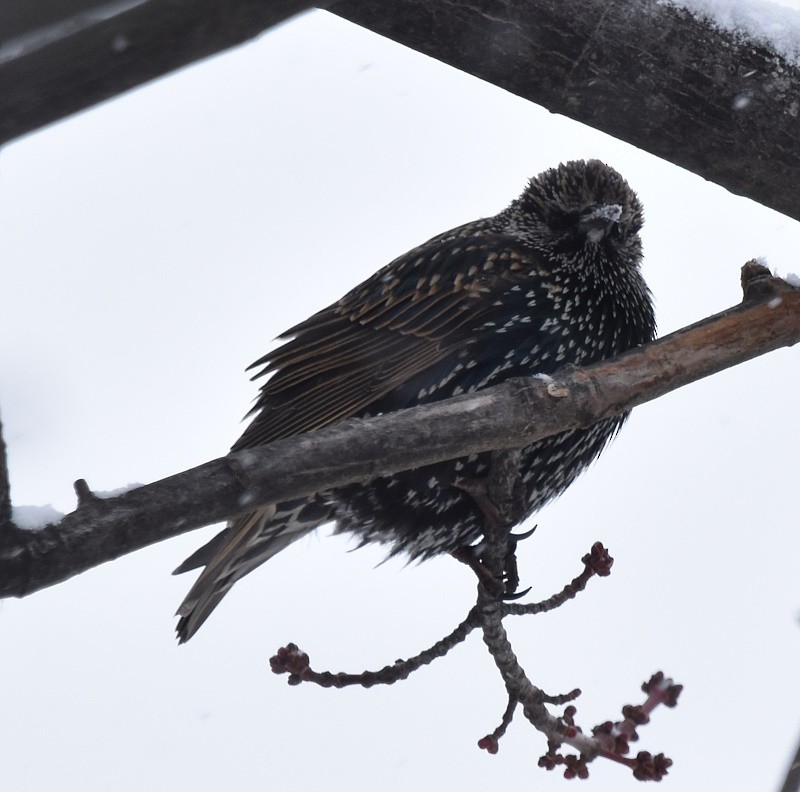 European Starling - ML646698524
