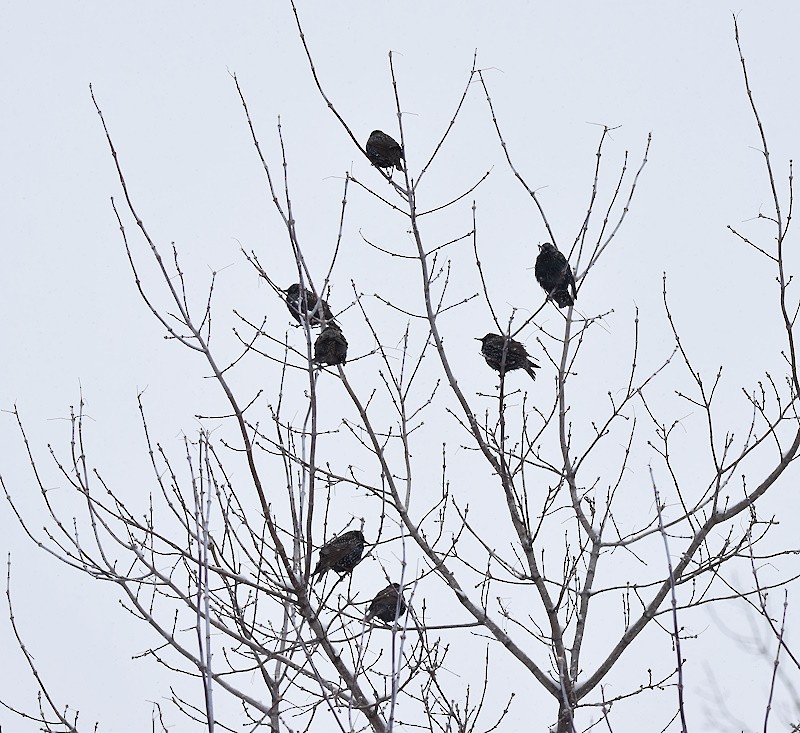 European Starling - ML646698527