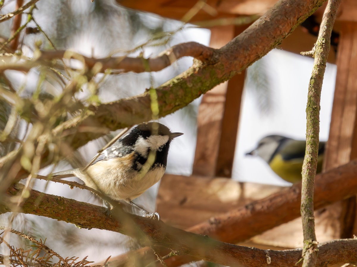 Coal Tit - ML646698530
