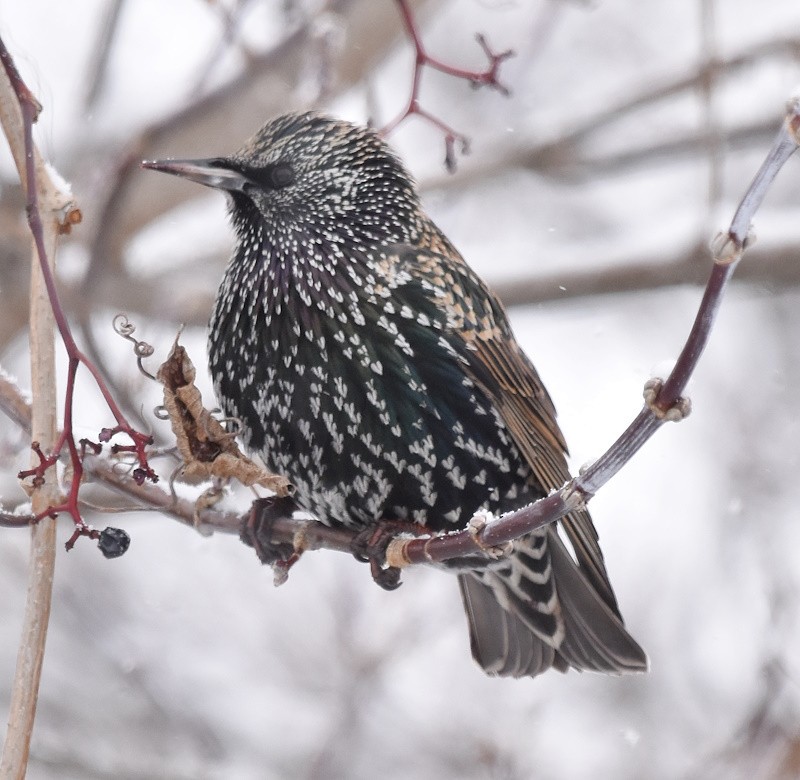 European Starling - ML646698531