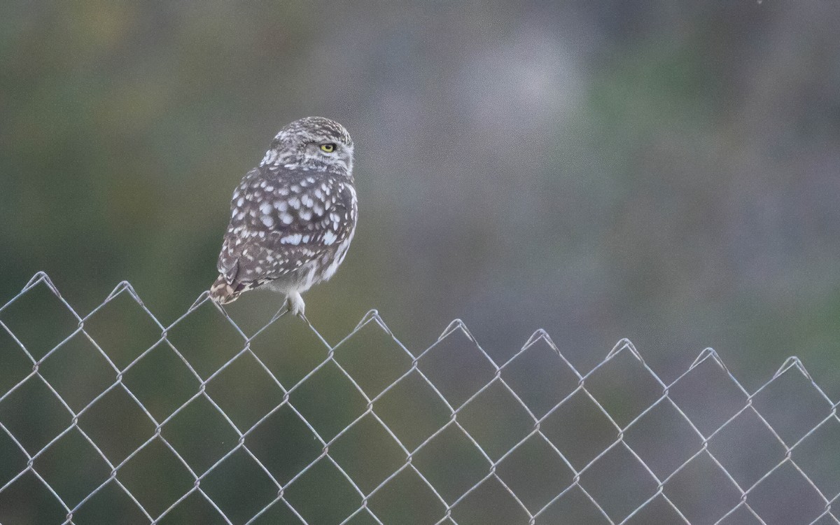 Mozolo arrunta - ML646698532