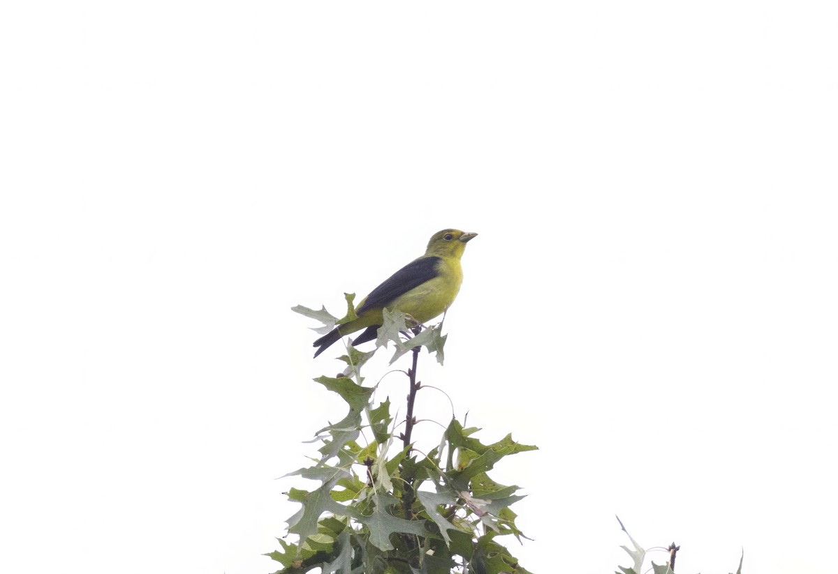 Scarlet Tanager - ML646698534