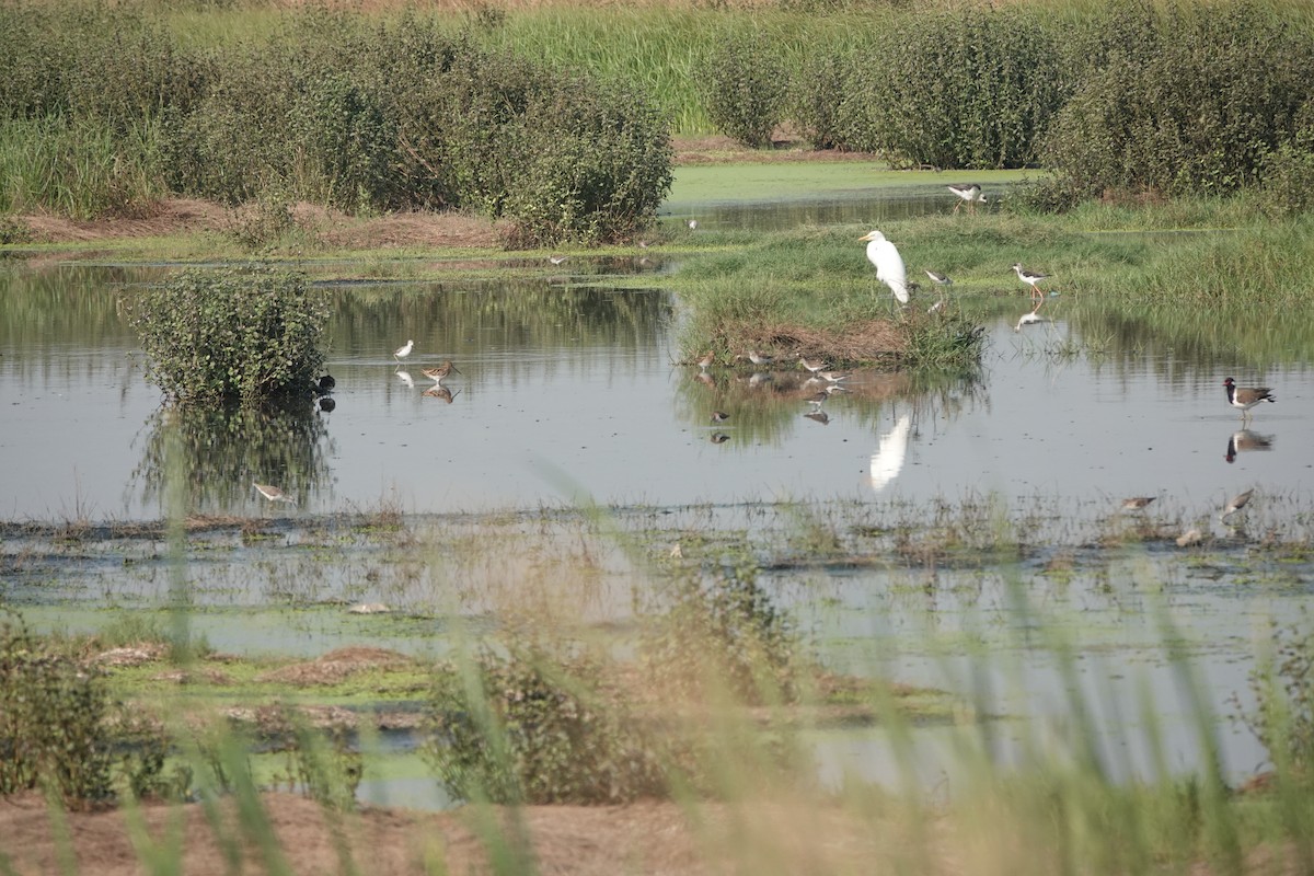 Common Snipe - ML646698535