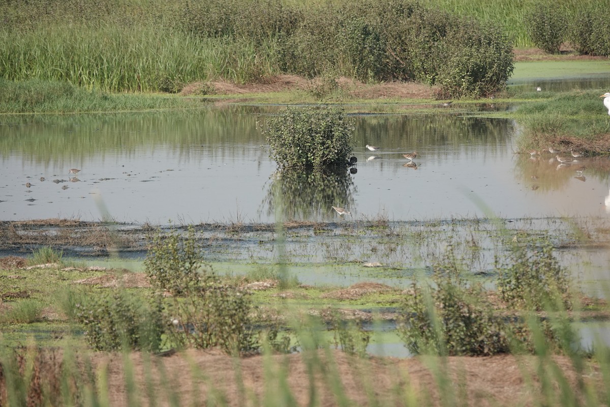 Common Snipe - ML646698536
