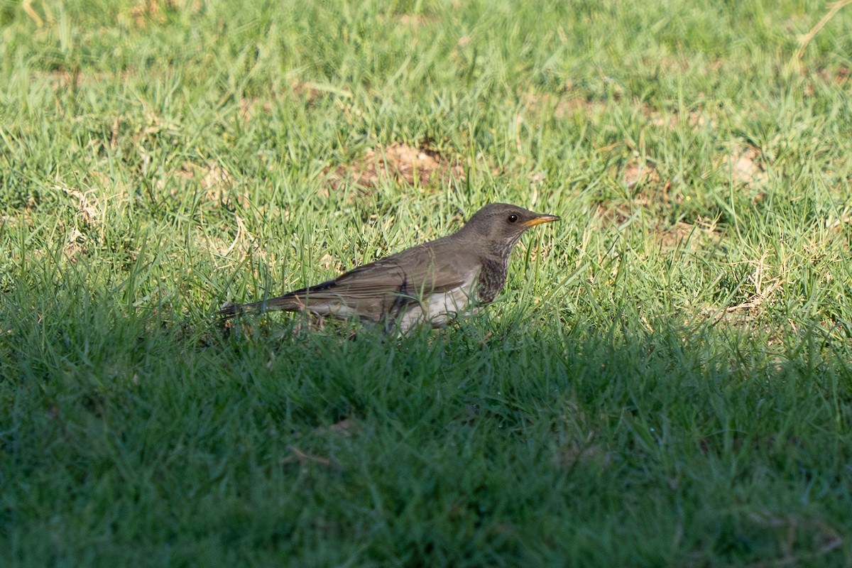 Дрізд чорноволий - ML646698538