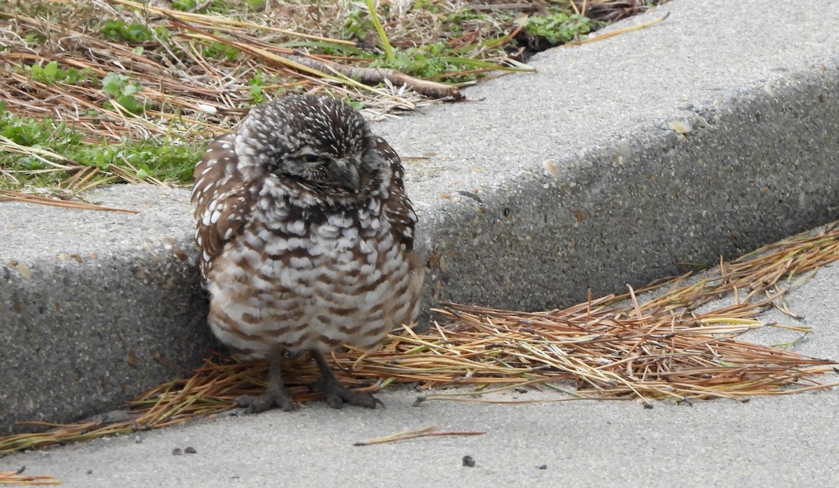 Burrowing Owl - ML646698541
