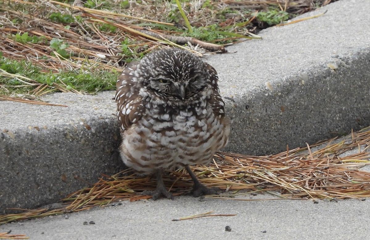 Burrowing Owl - ML646698542