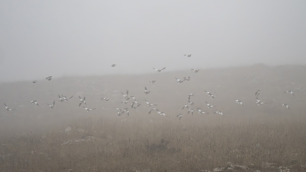 White-winged Snowfinch - ML646698551