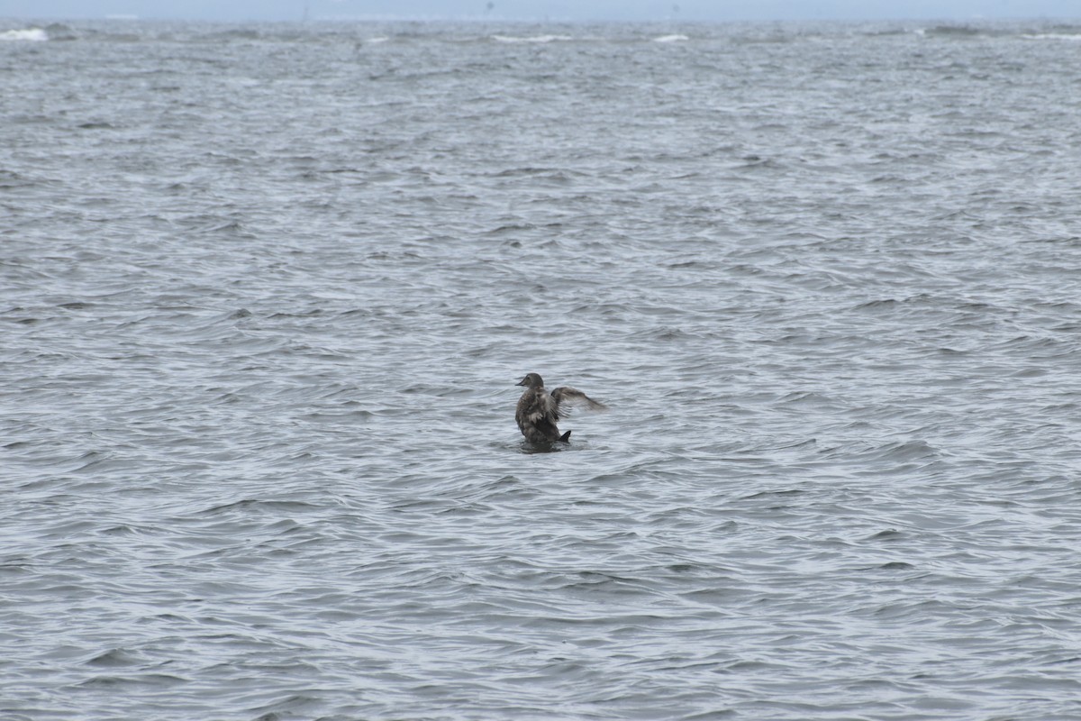 King Eider - ML646698553