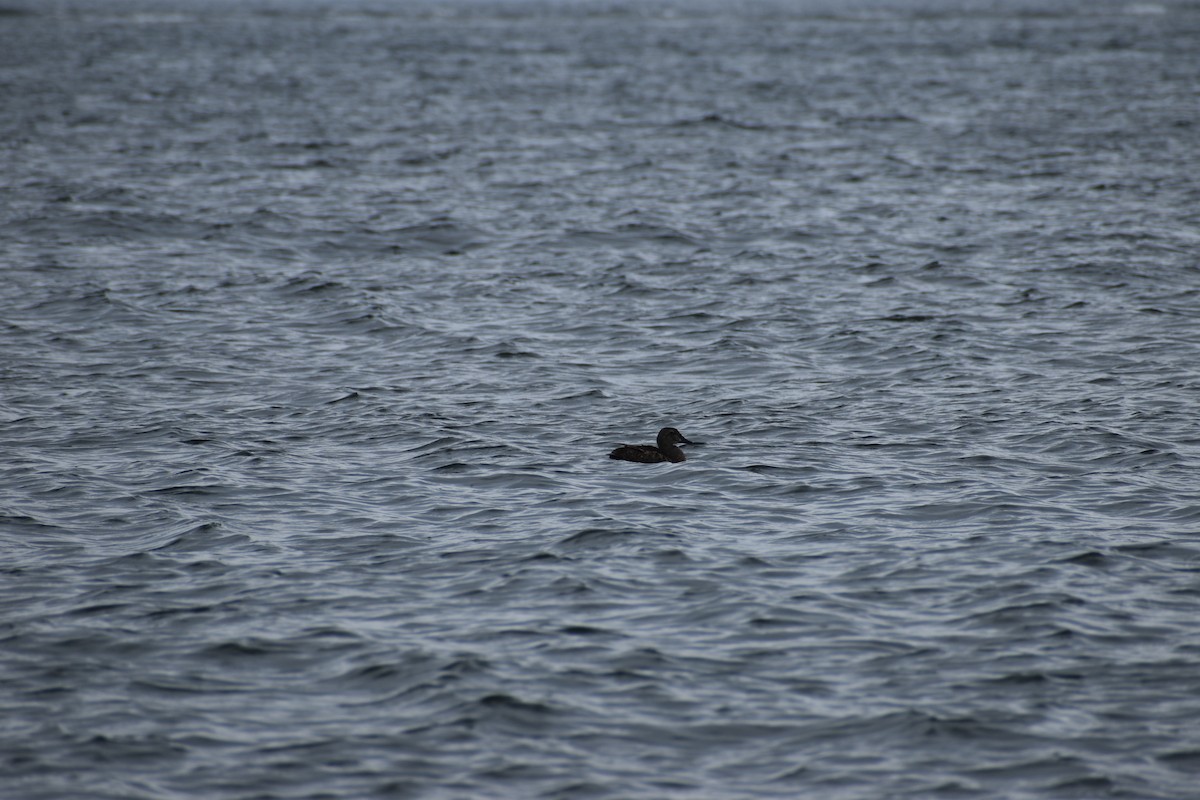 King Eider - ML646698554