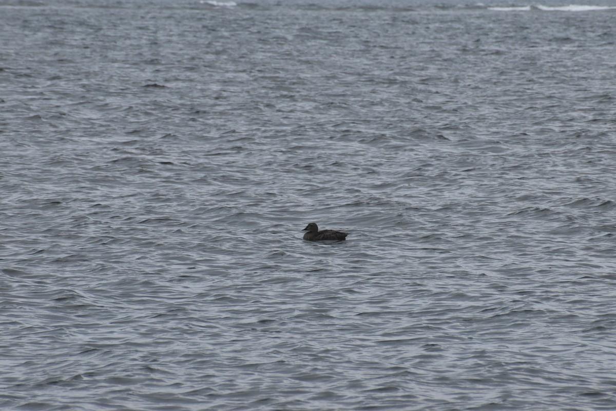 King Eider - ML646698555