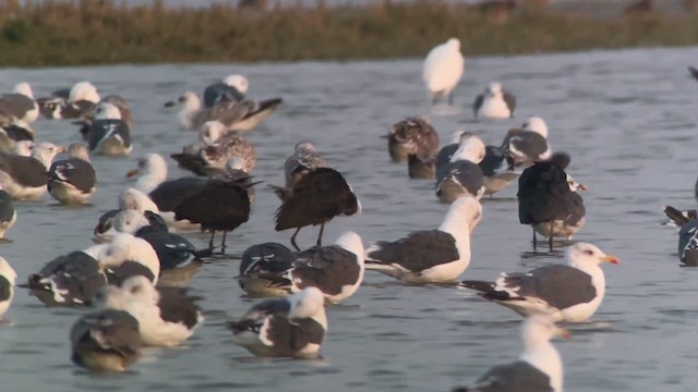 Glossy Ibis - ML646698561