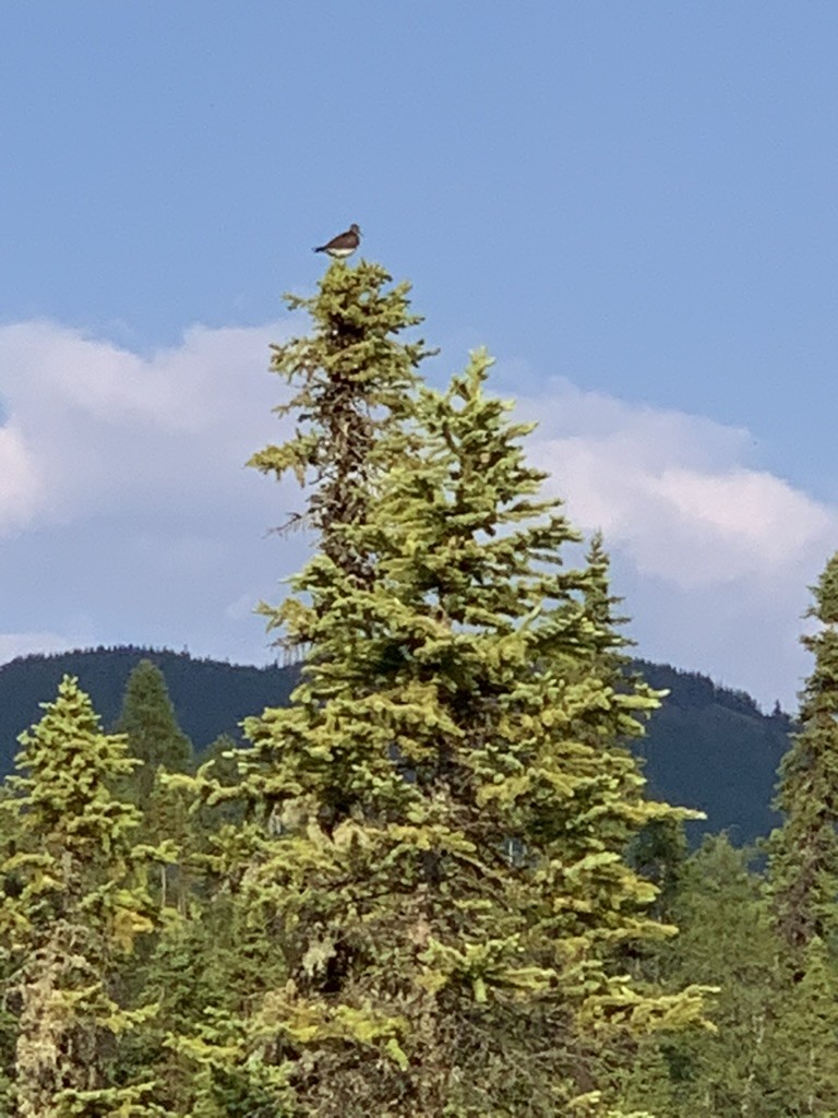 Solitary Sandpiper - ML646698566
