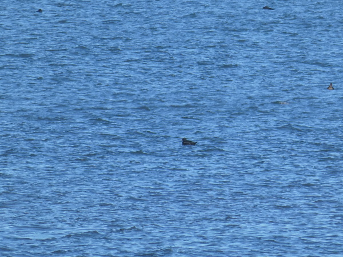 ヨーロッパクロガモ - ML646698568