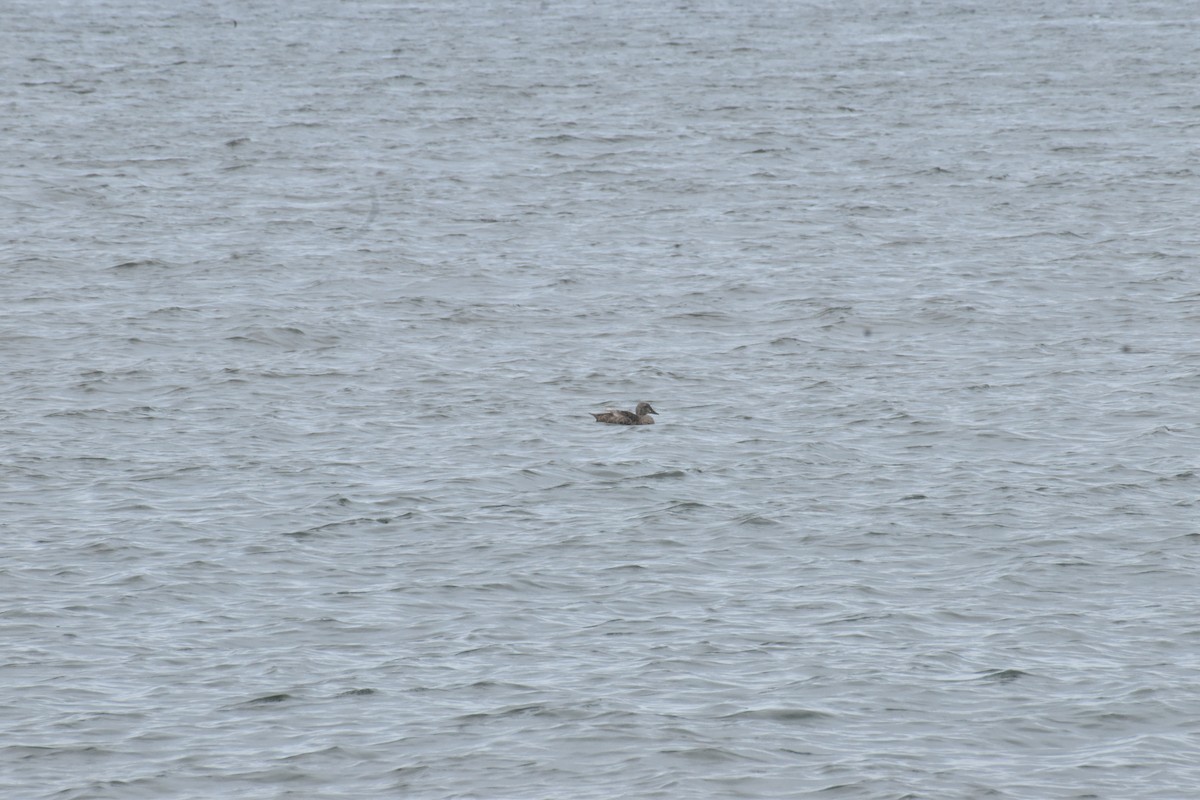 King Eider - ML646698571