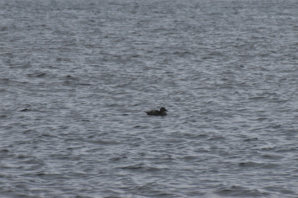 King Eider - ML646698572