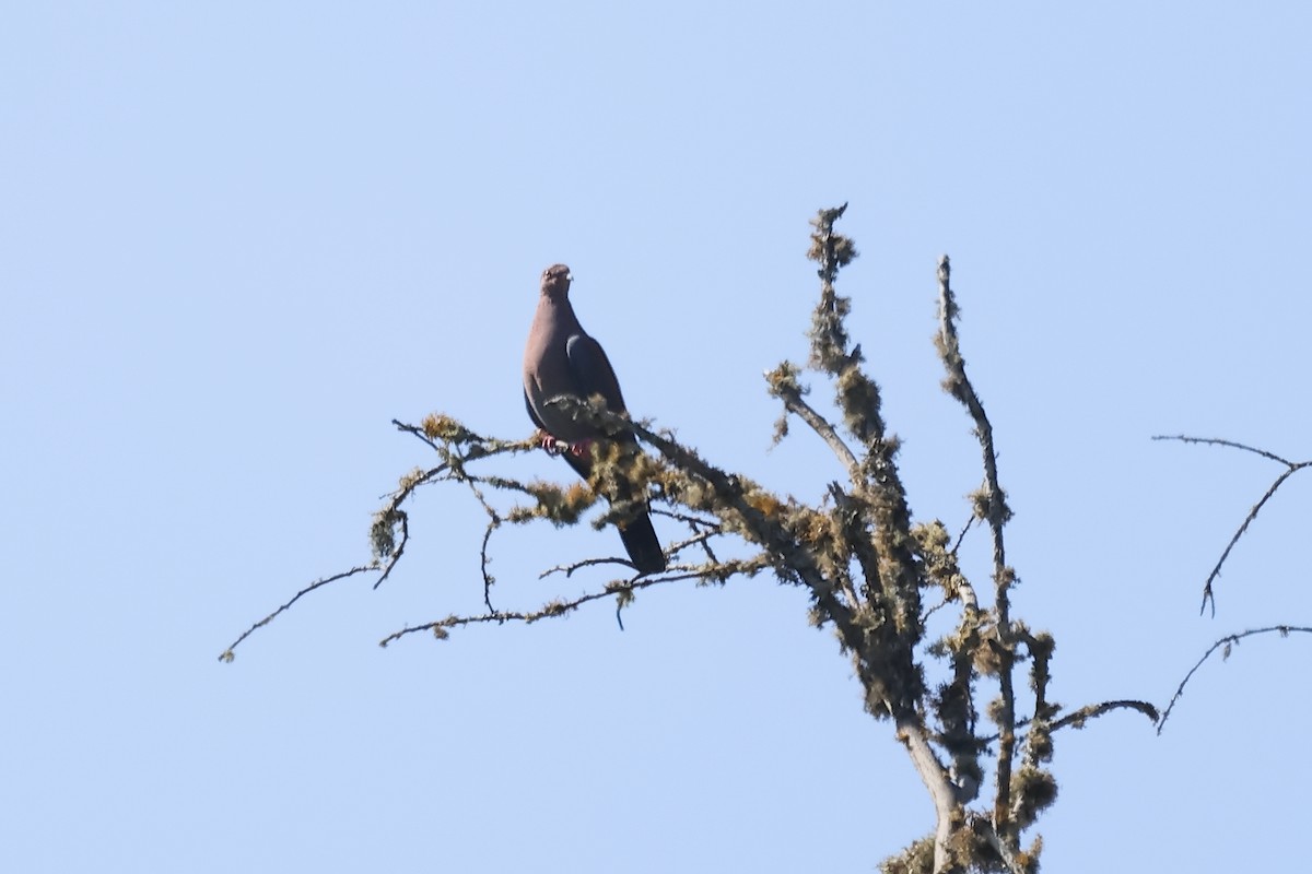 Мараньонский голубь - ML646698576