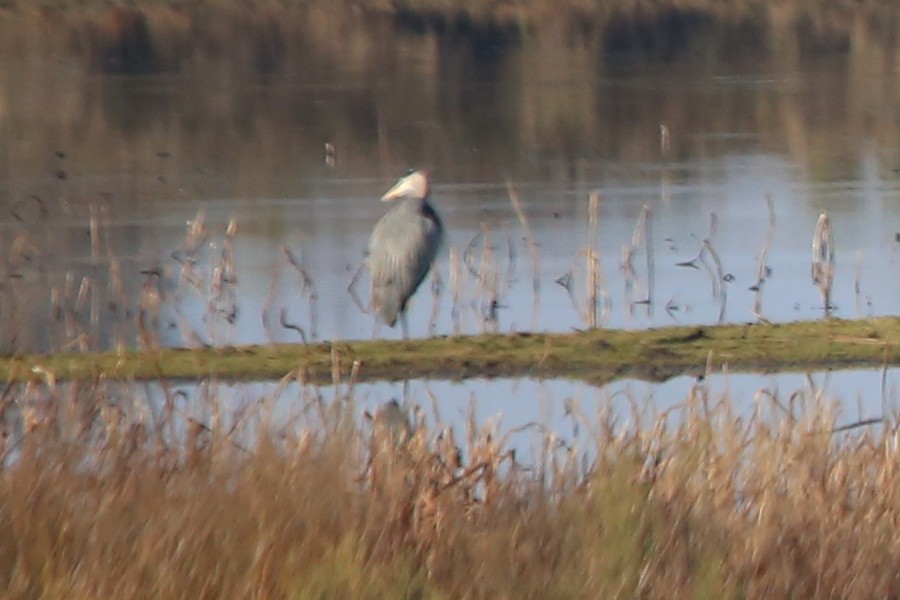 Kanadareiher [herodias-Gruppe] - ML646698581