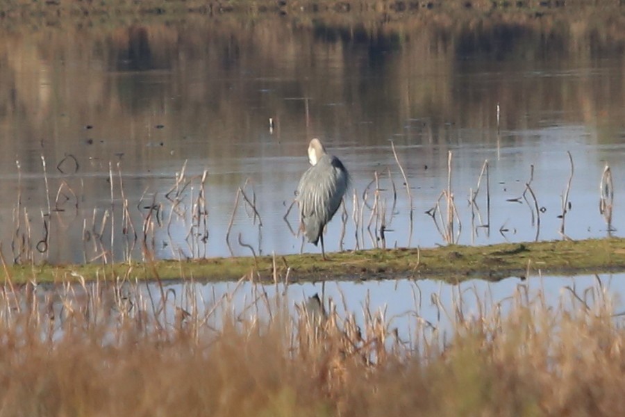 Kanadareiher [herodias-Gruppe] - ML646698582