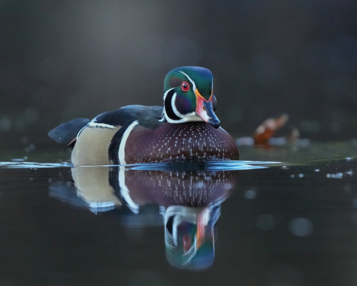 Canard branchu - ML646698584