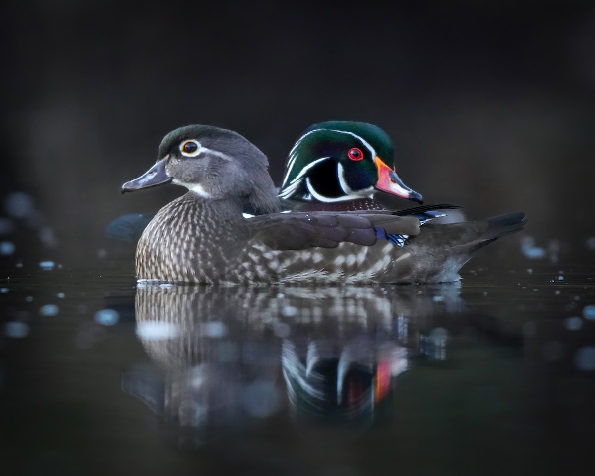 Canard branchu - ML646698585