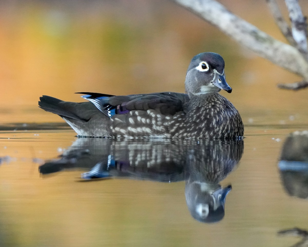 Canard branchu - ML646698586