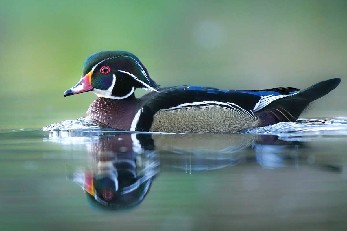 Canard branchu - ML646698587