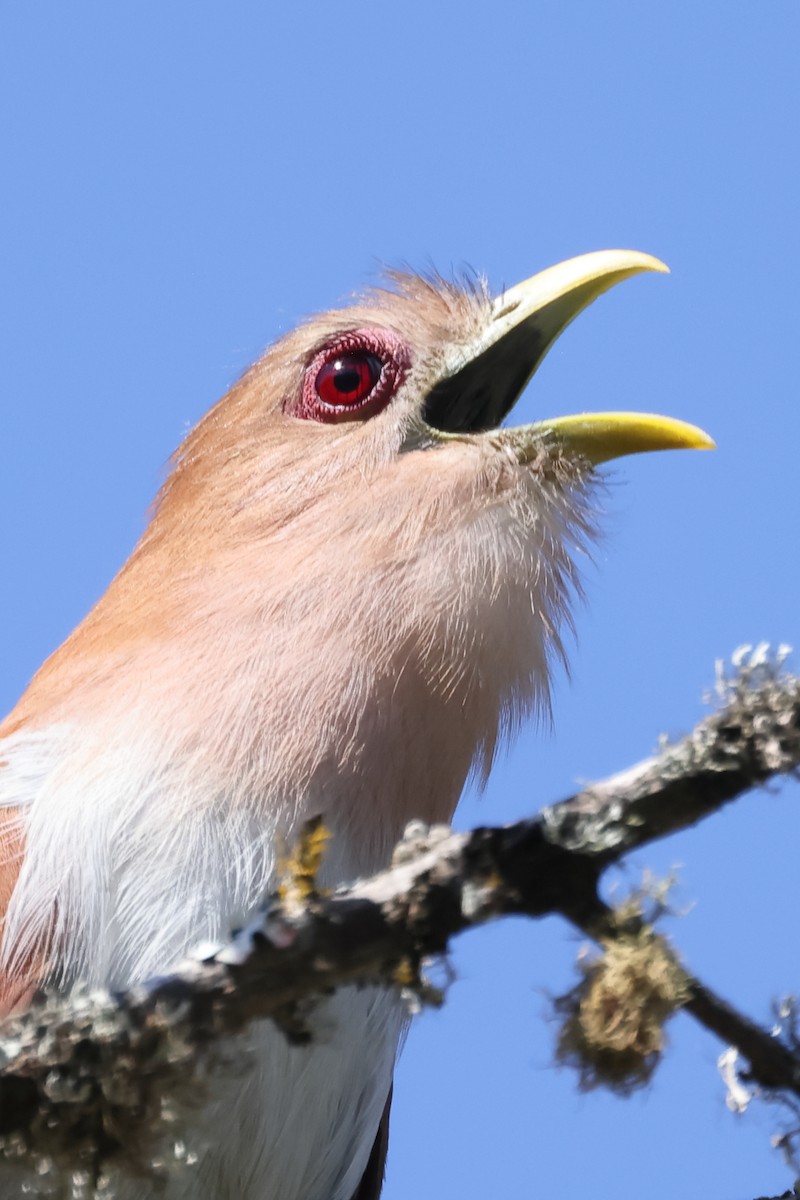 Common Squirrel-Cuckoo - ML646698590