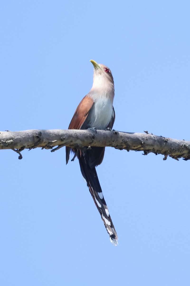 Common Squirrel-Cuckoo - ML646698591