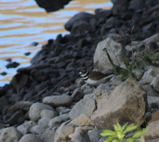 Killdeer - ML646698592