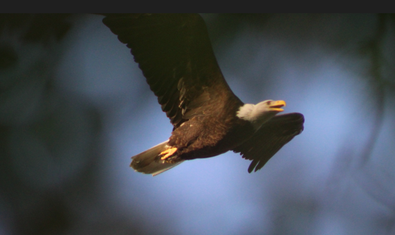 Bald Eagle - ML646698598