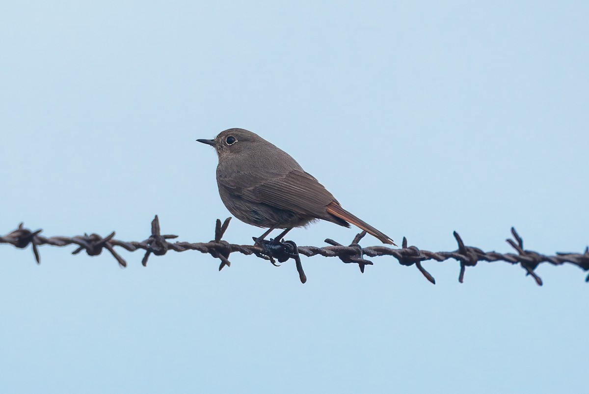 Kara Kızılkuyruk - ML646698600