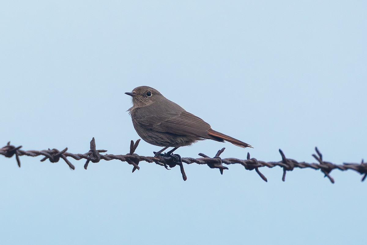 חכלילית סלעים - ML646698601
