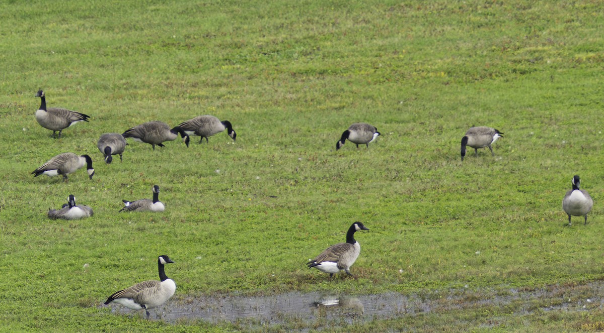 カナダガン - ML646698606