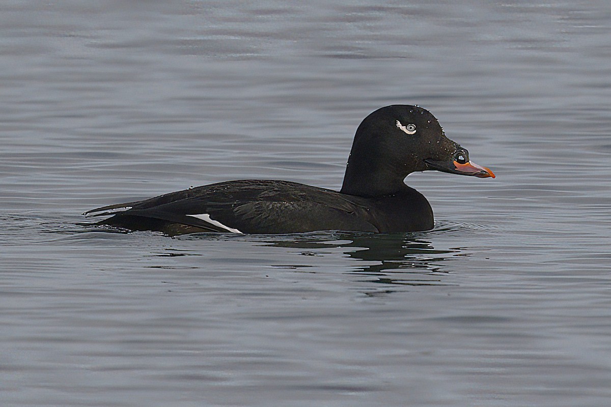 White-winged Scoter - ML646698611