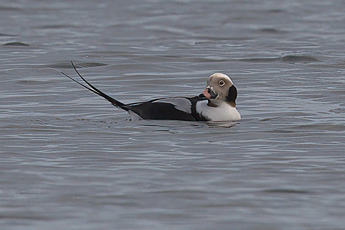 Long-tailed Duck - ML646698621