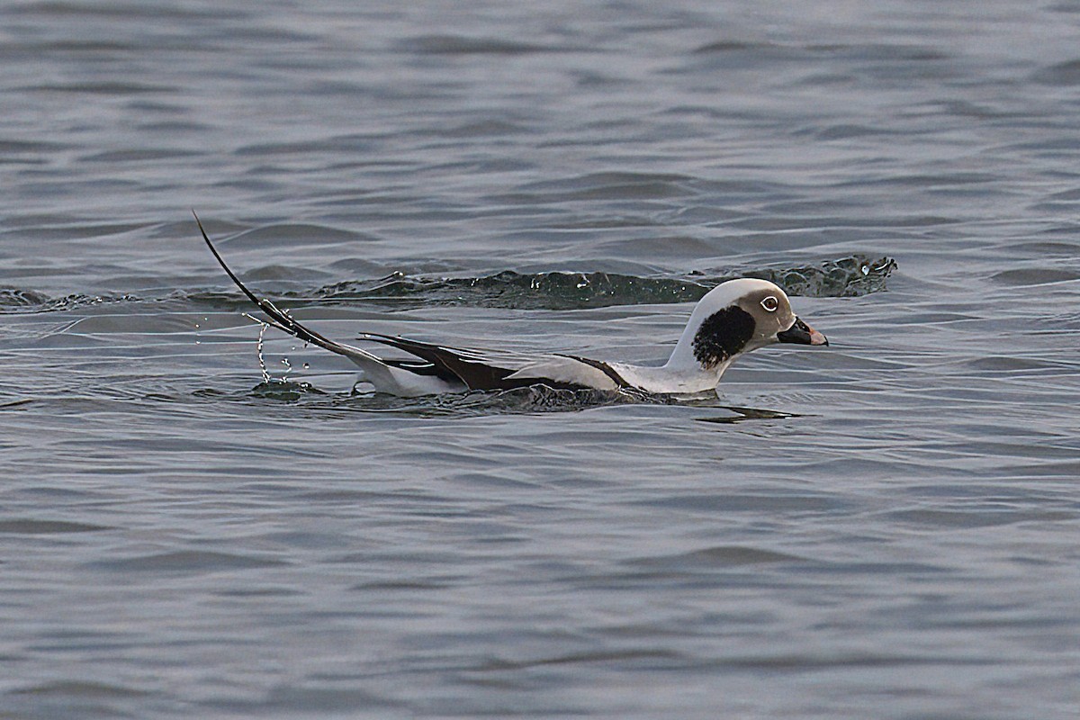 Long-tailed Duck - ML646698622