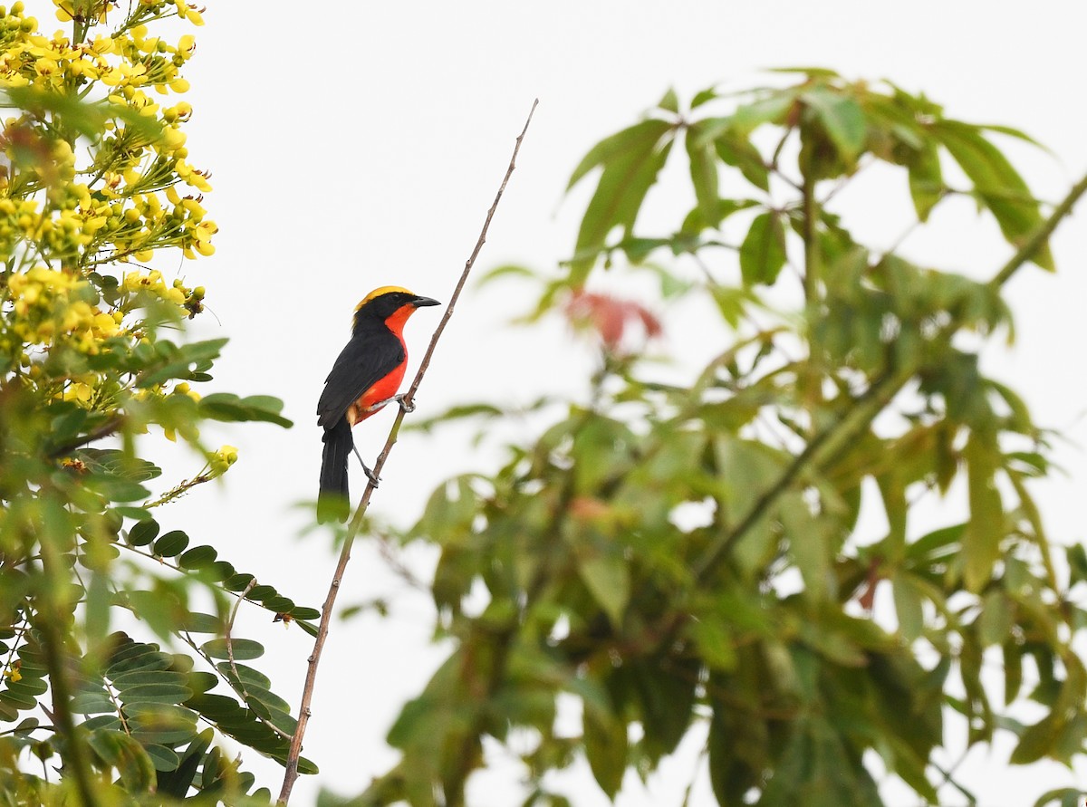 Yellow-crowned Gonolek - ML646698623