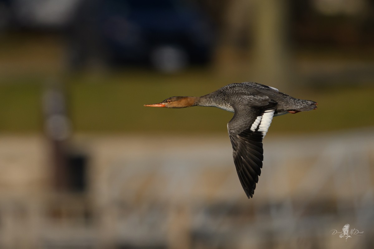 Red-breasted Merganser - ML646698626