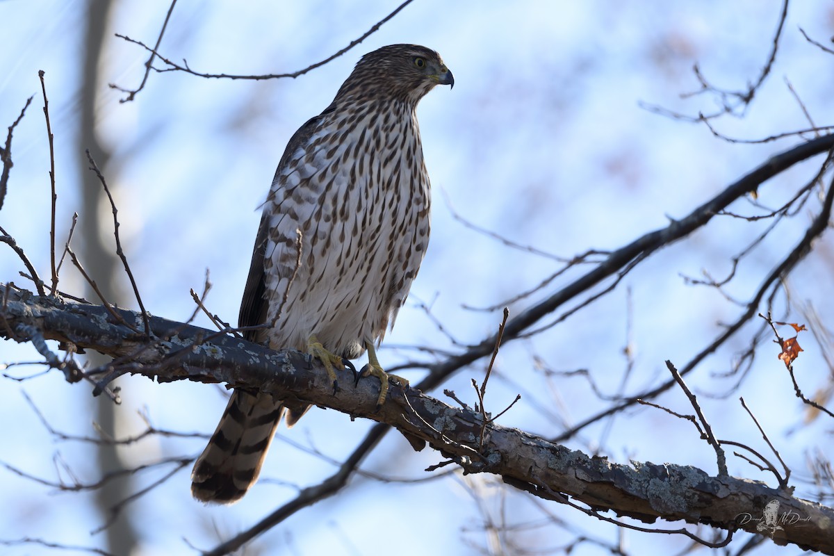 Cooper's Hawk - ML646698632