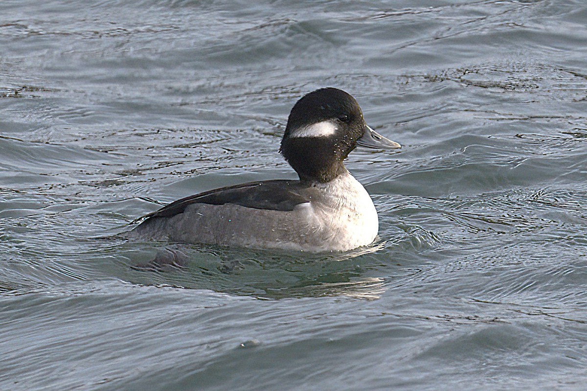 Bufflehead - ML646698633