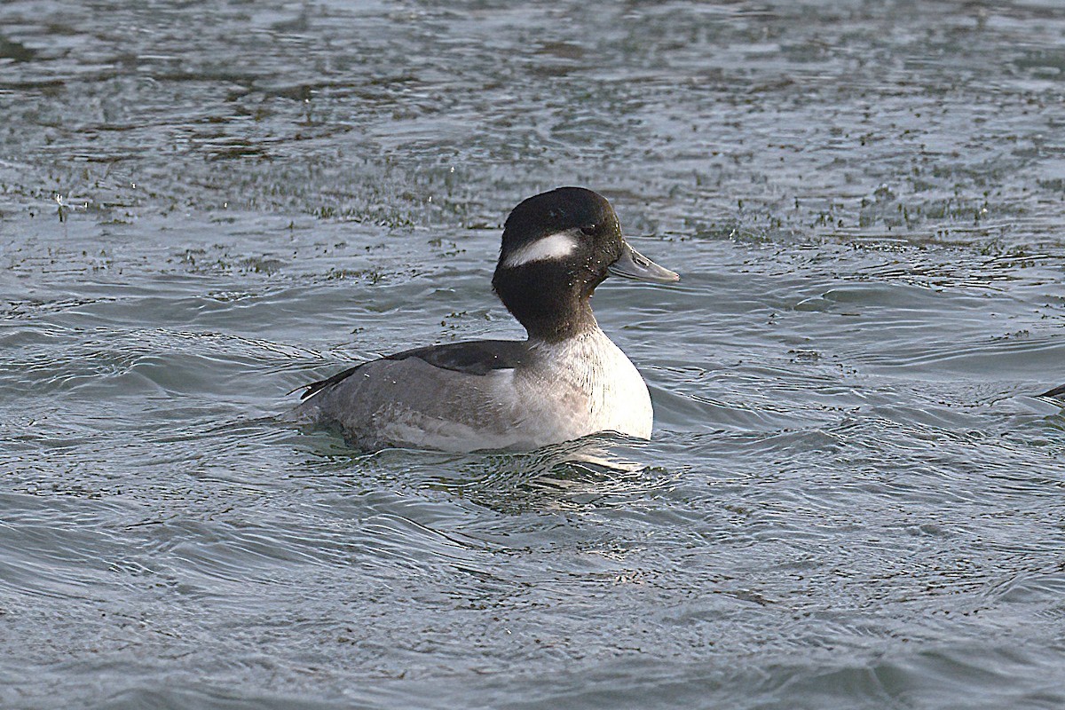 Bufflehead - ML646698634