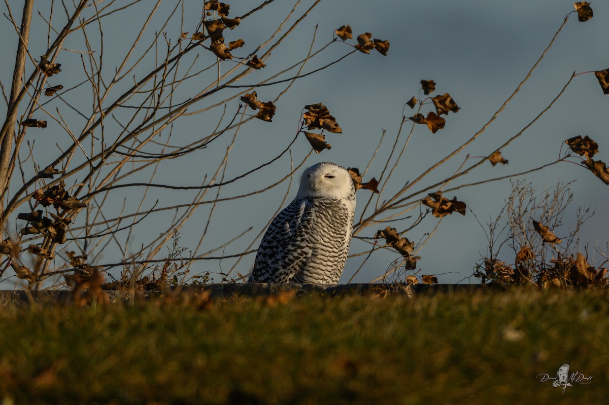 Snowy Owl - ML646698637